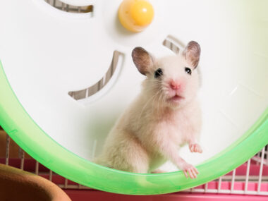 gene therapy for Rett