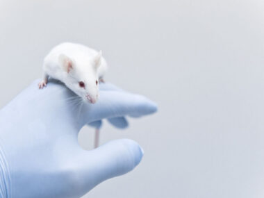 antidepressant fluoxetine increases cells expressing mecp2 in mouse model/rettsyndromenews.com/researchers use mouse version of MECP2