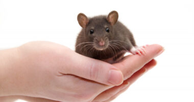 Rett mouse models