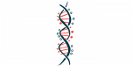 Inactivation of the x chromosome |  Rett syndrome news |  An illustration of a vertical DNA strand