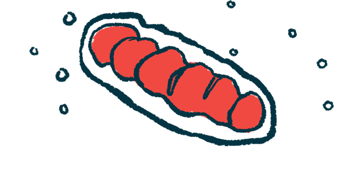 An illustration of a mitochondria, which has two layers, an outer membrane and a highly folded inner membrane.